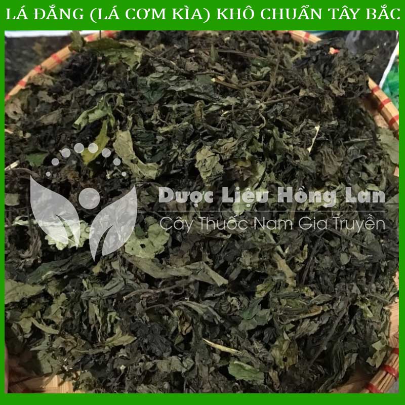 [Thượng hạng] 100G Lá Đắng (Lá Cơm Kìa) khô chuẩn rừng Tây Bắc