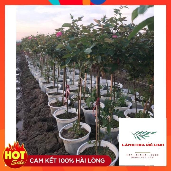 Hoa Hồng Lafont Pháp Thân Gỗ đáng tree - bông khủng, hương thơm cổ điển