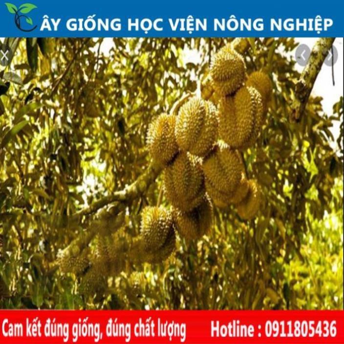 Sản phẩm Cây Ăn Trái cây sầu riêng năng suất cao- cây ăn quả