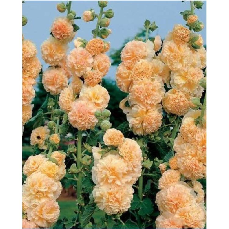 Hạt giống hoa mãng đình hồng kép mix 50hạt/gói
