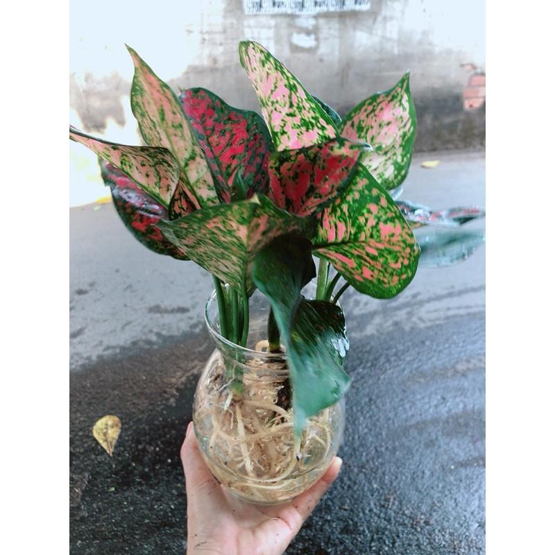 Chậu Cây Vạn Lộc Thuỷ Sinh