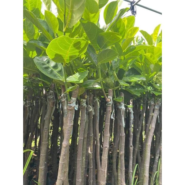 Cây giống mít trái dài