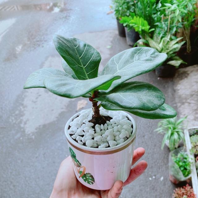 Chậu Cây Bàng Singapore Mini