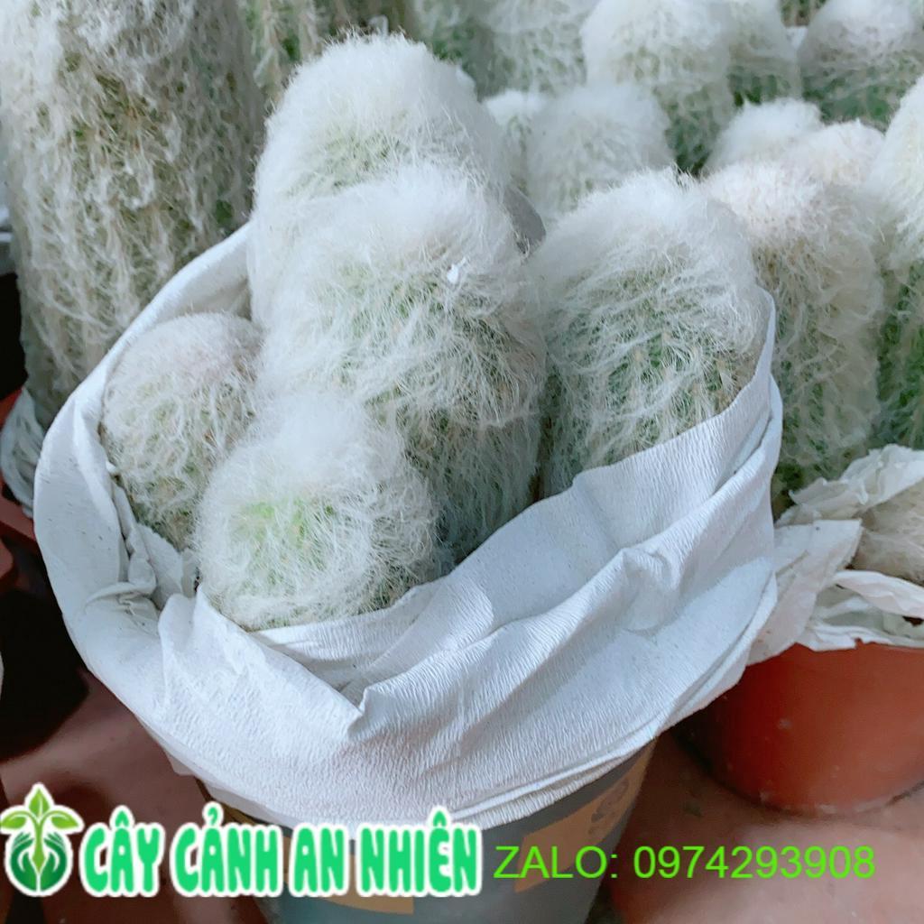 Xương Rồng Bụi Lớn