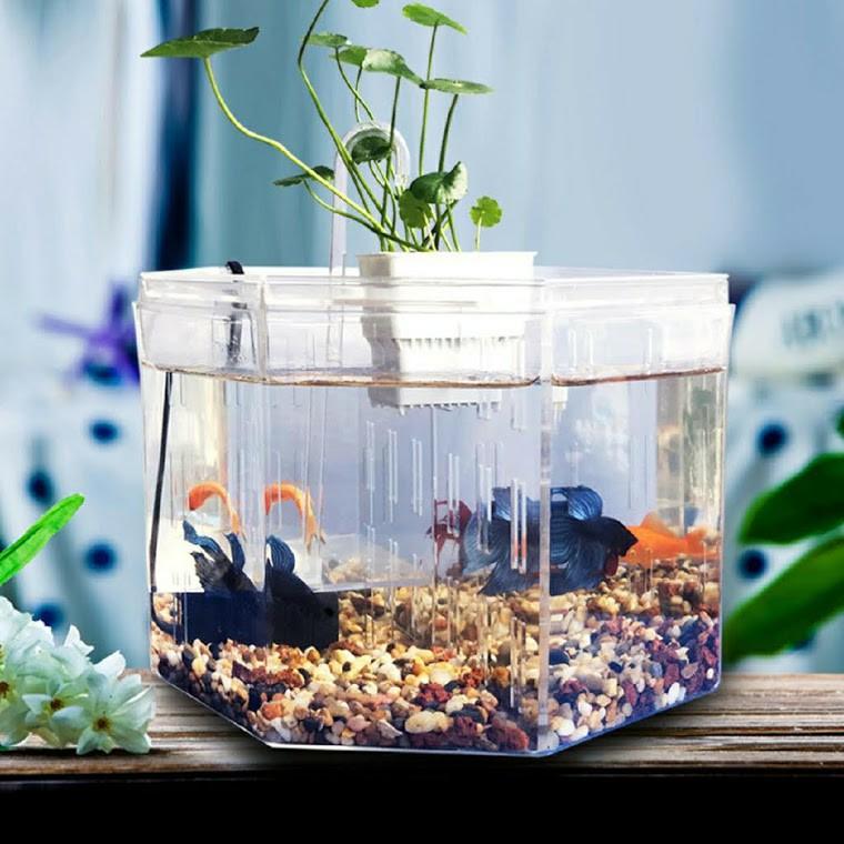Bể nuôi cá chọi betta 4 ngăn trong suốt
