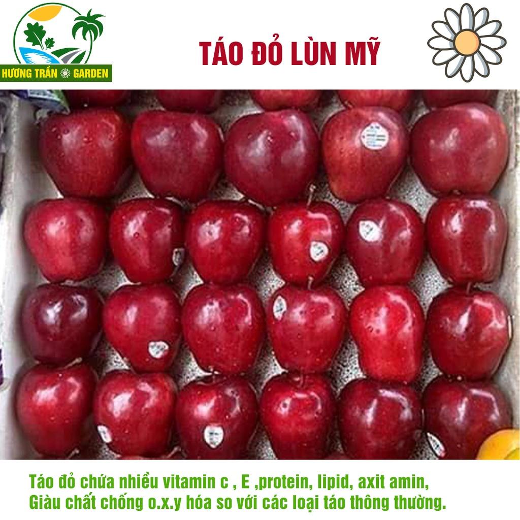 Cây giống táo đỏ lùn mỹ chuẩn cây f1 siêu trái tặng 2 cây chè xanh