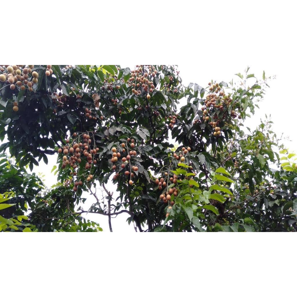 CÂY GIỐNG QUẤT HỒNG BÌ