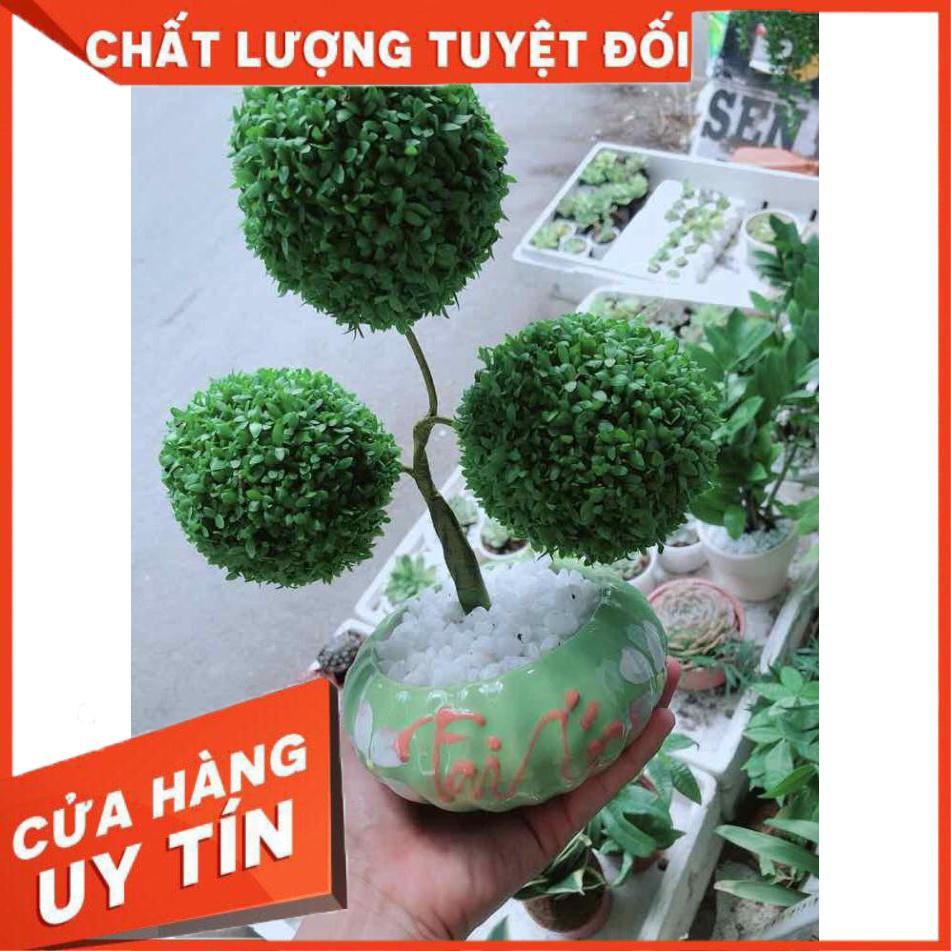 Chậu cây may mắn  Nhiều Người Mua