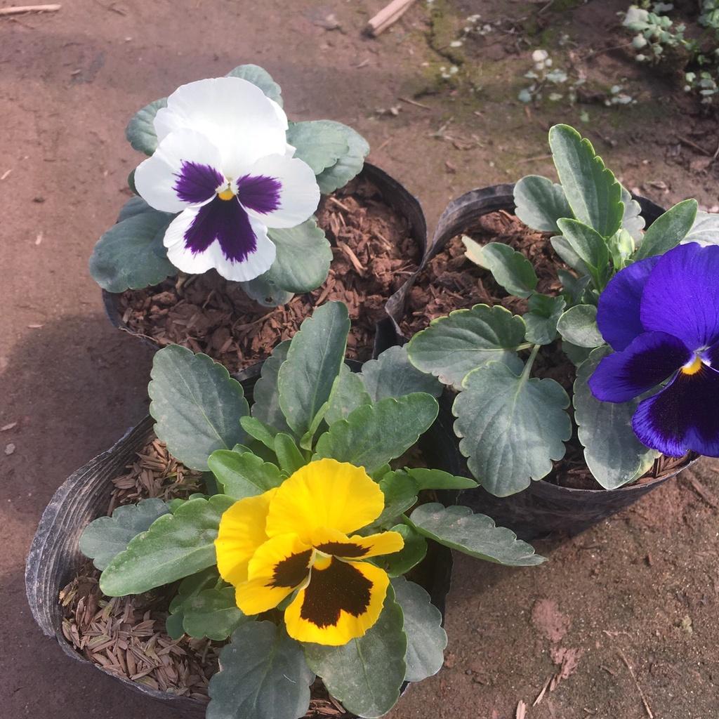 Cây Hoa Pansy Trồng Sẵn Bầu Đen,Màu Sắc Bắt Mắt