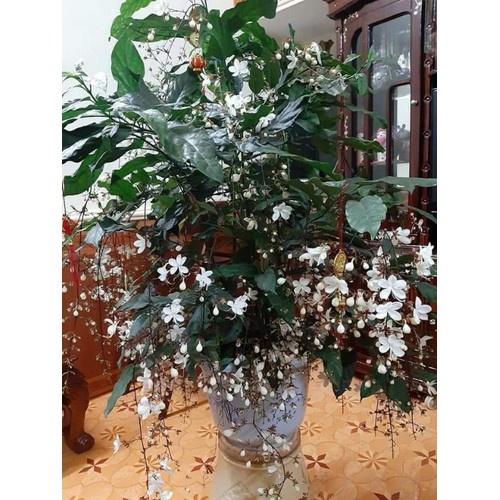 COMBO 2 BẦU CÂY GIỐNG " Dạ Ngọc Minh Châu " 60cm 981SP 946sp