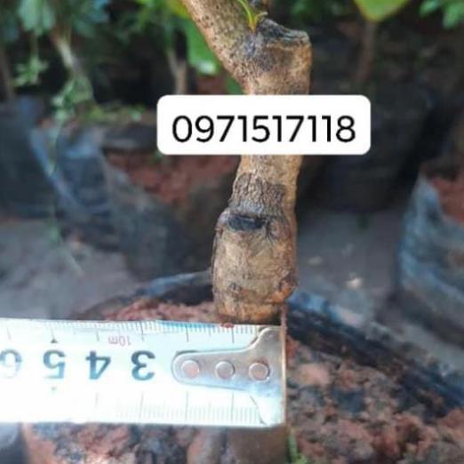Giống Cây Thanh Mai Ngọt Lịm, "Dâu rừng" Tây Bắc