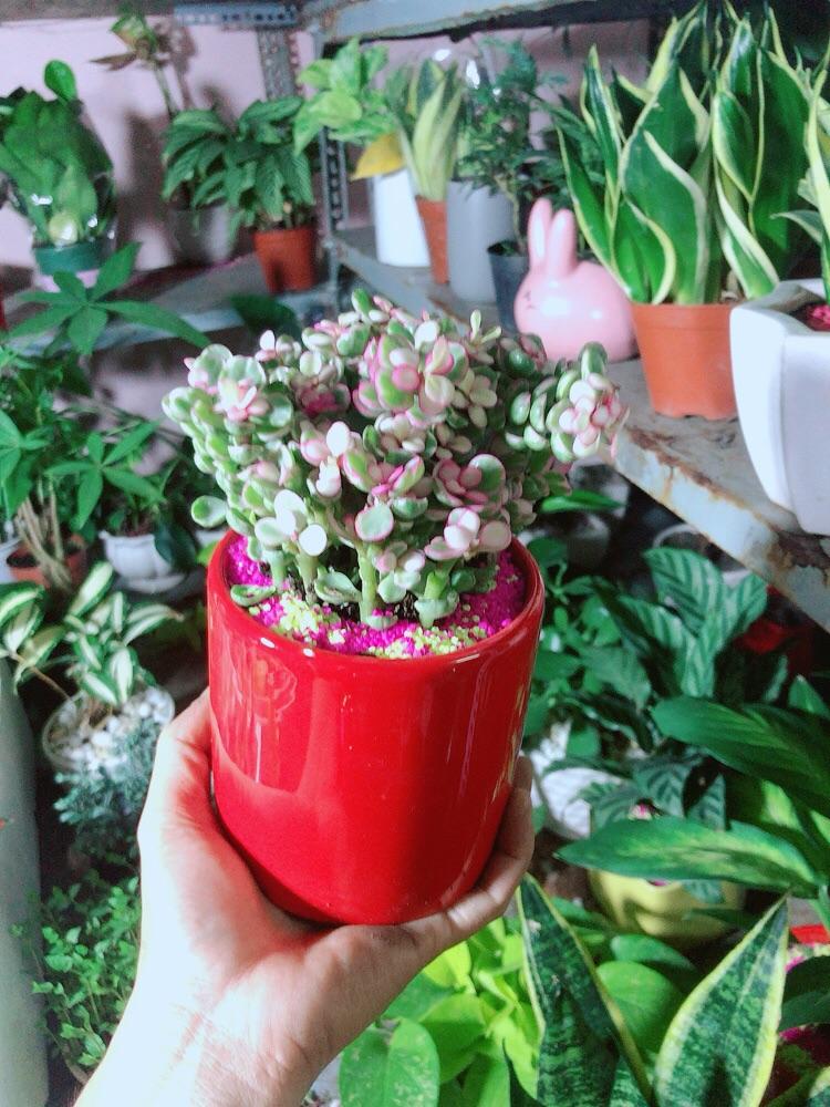 Chậu Cây Cành Vàng Lá Ngọc