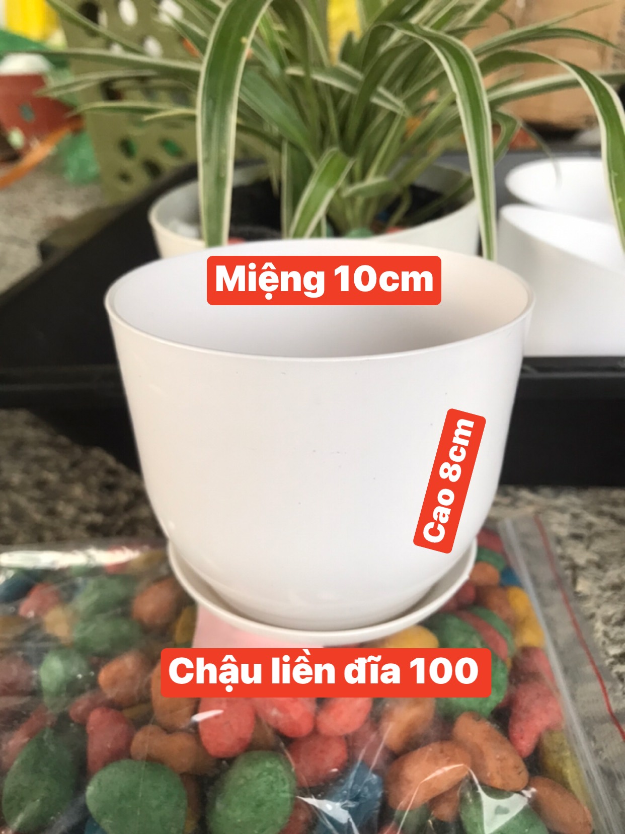 5 Chậu nhựa tròn giả sứ kèm đĩa trồng cây cảnh mini, sen đá, sương rồng kèm hàng dày đẹp