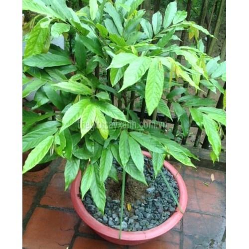 Cây Hoàng Lan Hoa Vàng Siêu Thơm 60cm 981