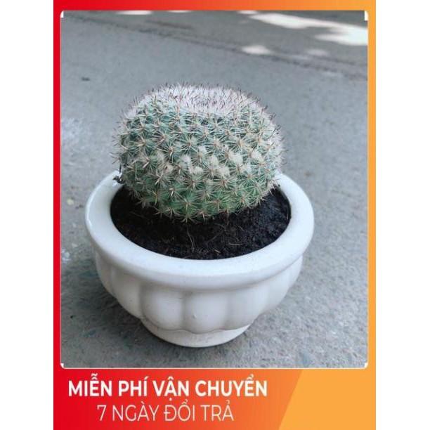 Chậu Xương Rồng Bánh Sinh Nhật