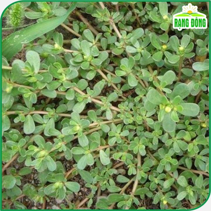Hạt giống Rau Sam Trồng Quanh Năm - Hạt giống Rạng Đông