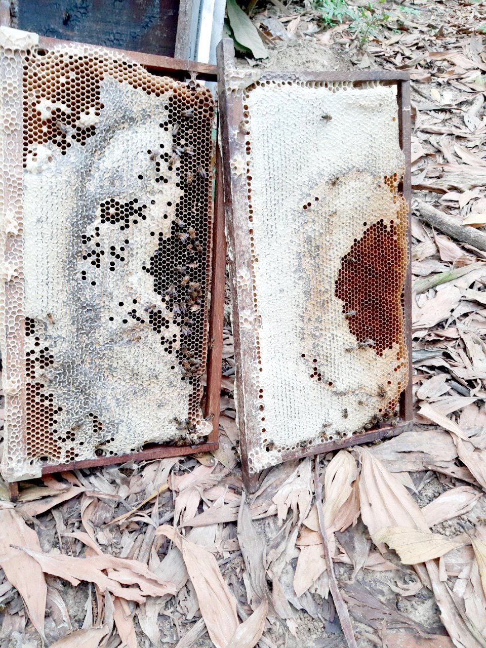 Combo 3 chai mật ong chín HONIMORE Hoa Cao nguyên 630g - TẶNG 3 hũ mật ong nguyên chất 360g