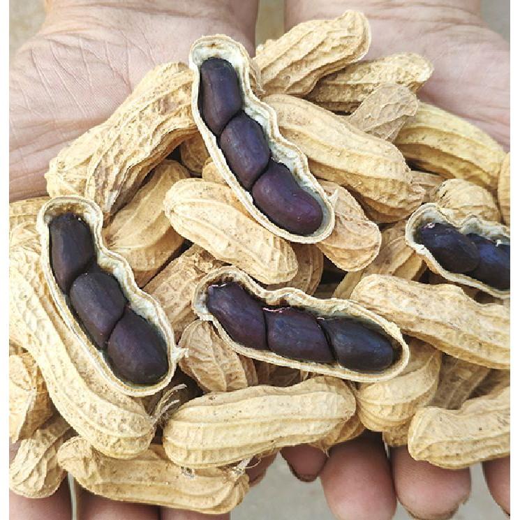 Hạt giống lạc đen kokuma - 15gr/gói