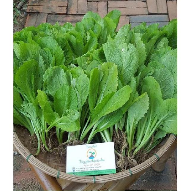 Hạt Giống Rau Cải Bẹ Xanh Mỡ -Gói 1KG