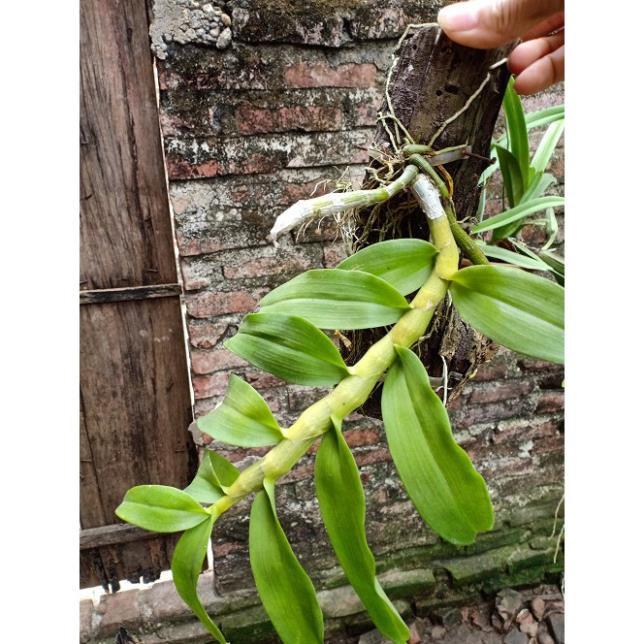 Sản Phẩm phong lan trầm tím