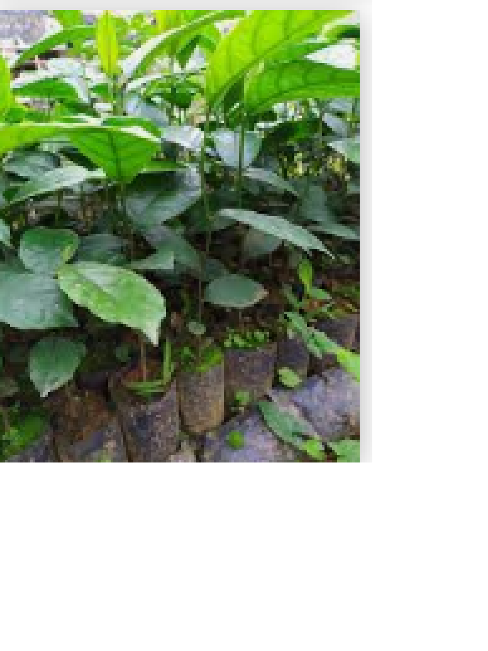 Cây chay giống siêu quả