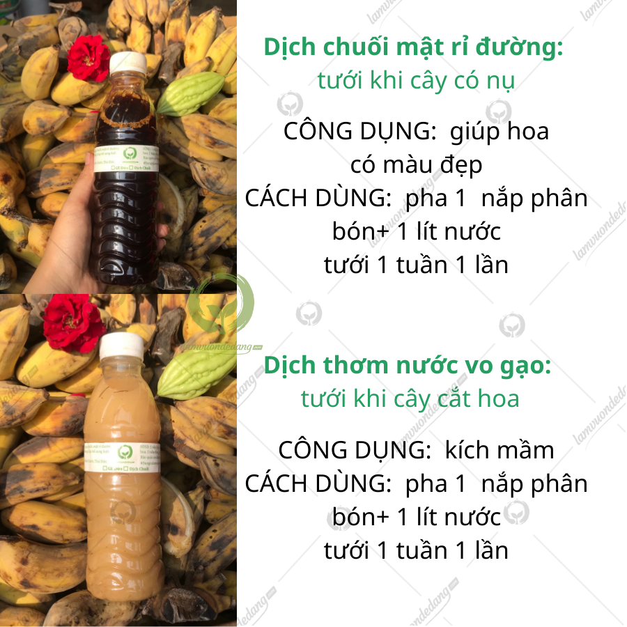 Phân bón hữu cơ combo 2 (Chuối+ Mật gỉ đường - Thơm+Nước Vo gạo) bổ sung Kali giúp đậm màu hoa