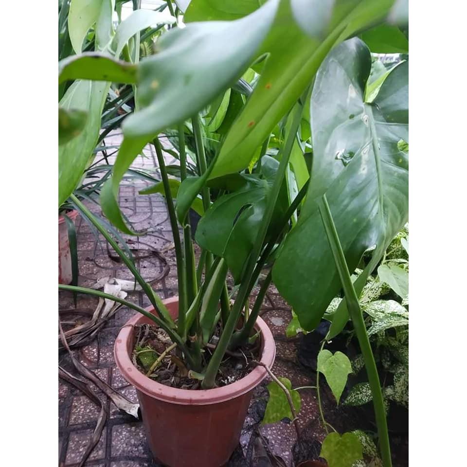 Cây đẹp, Trầu bà Lá Xẻ Nam Mỹ (Monstera deliciosa)