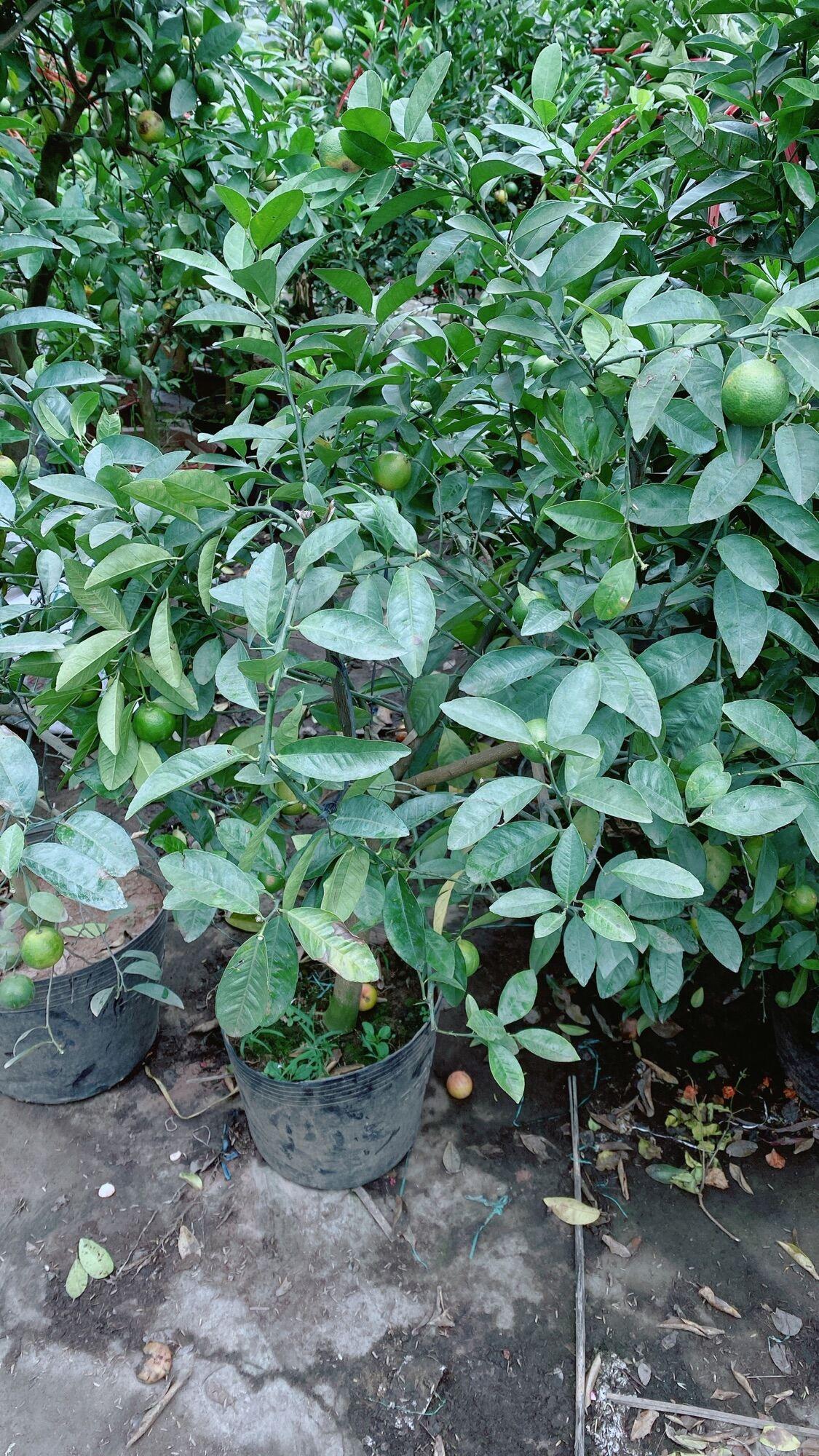 Cây Chanh Đào Sẵn Trái