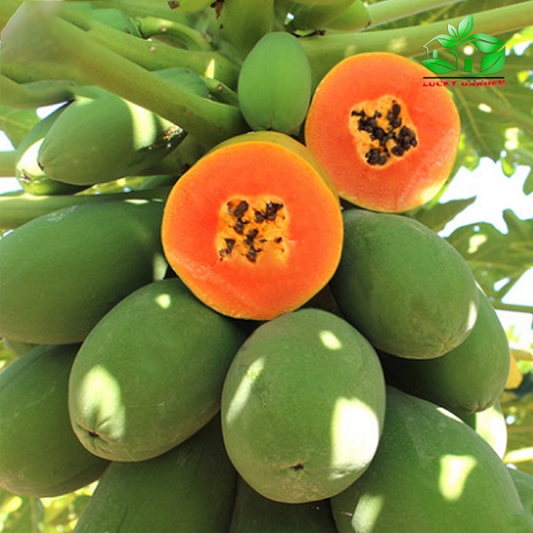 Cây đu đủ lùn ruột đỏ siêu trái