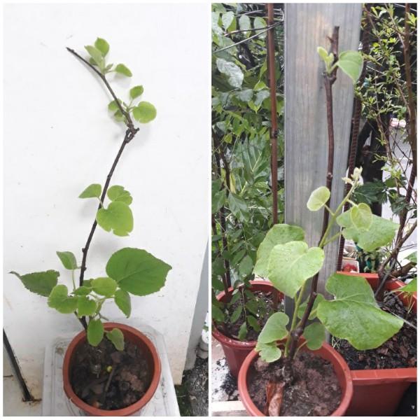 Cây giống KIWI ruột Vàng .
