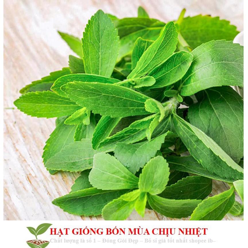 GÓI 50 Hạt Giống Cỏ Ngọt Stevia NẢY MẦM TỐT