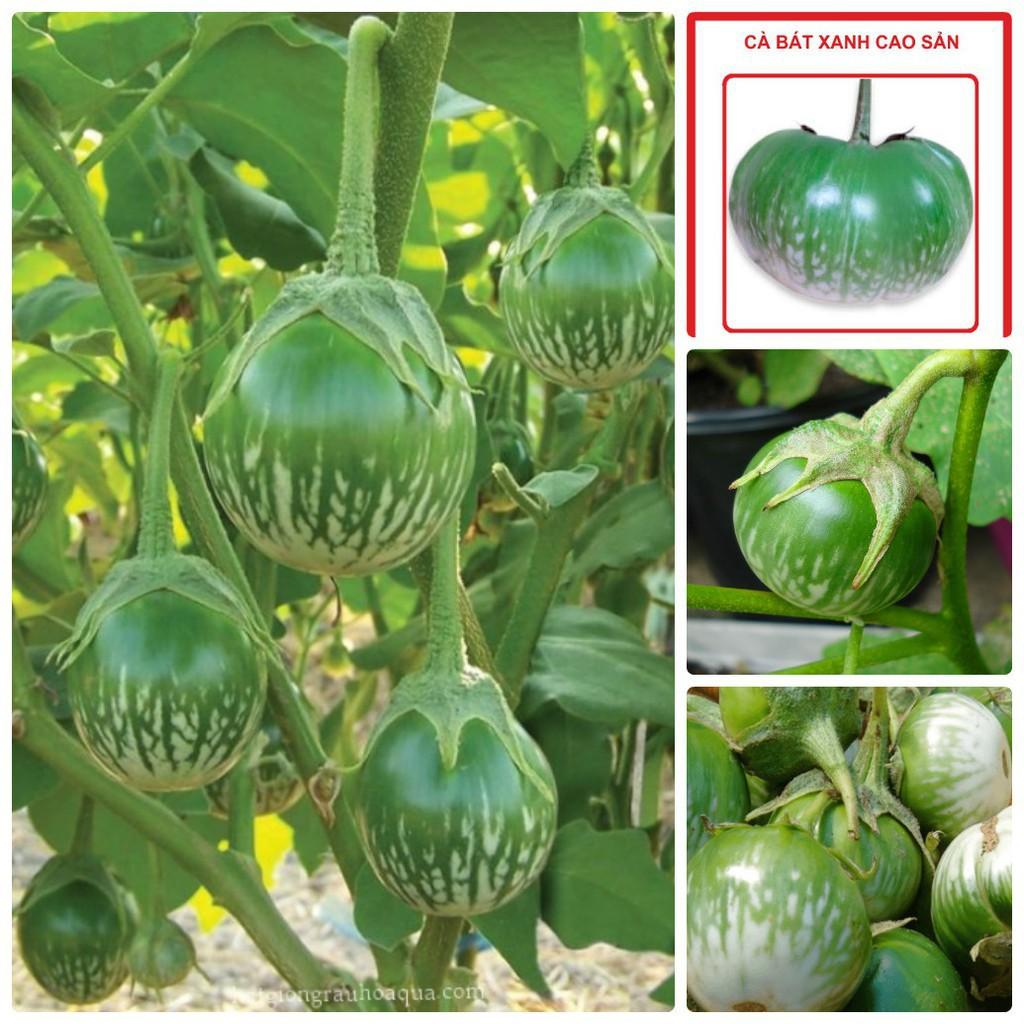 Gói 1GR hạt giống Cà Dĩa Cao Sản
