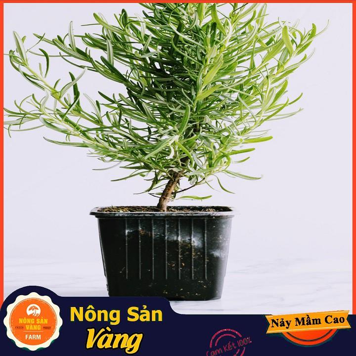 Hạt giống Cây Hương Thảo