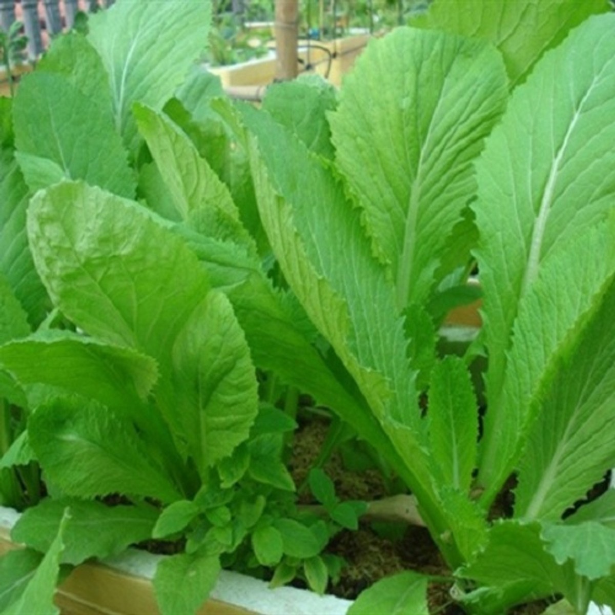 BỒ 2 GÓI HẠT GIỐNG RAU CẢI XANH MỠ VÀ RAU MỒNG TƠI XANH