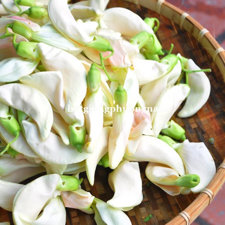 50H - HẠT GIỐNG CÂY SO ĐŨA