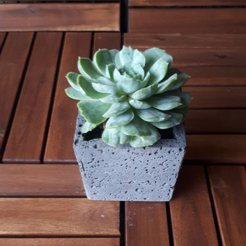 chậu trồng sen đá bằng đá ong xám tự nhiên 10x10x10cm