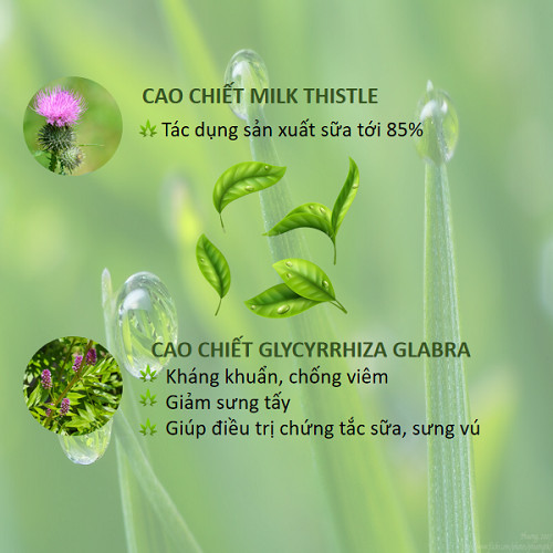 Viên uống lợi sữa LACTOVA - Tăng tiết sữa, thông tuyến sữa phụ nữ sau sinh - Nhà máy liên doanh với Medinej - USA và đạt chuẩn GMP - WHO