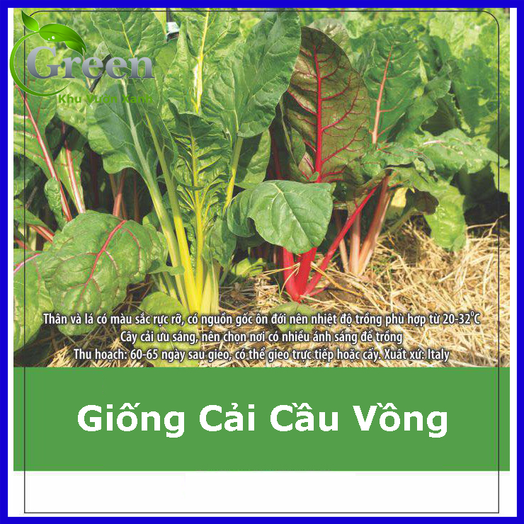 Hạt Giống Cải Cầu Vồng Dễ Trồng