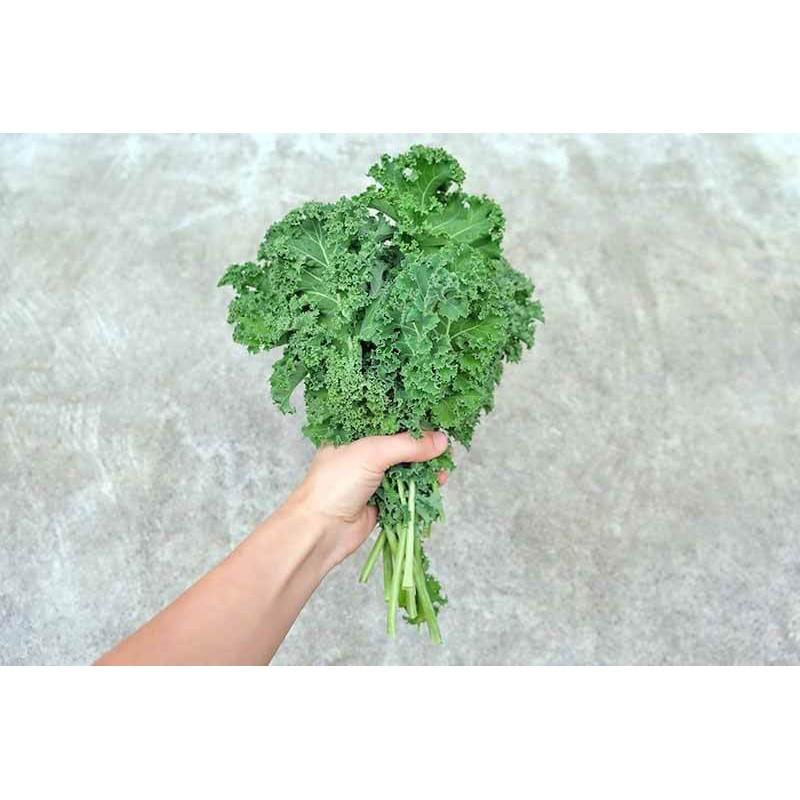 Gói 5 Gram Hạt Giống Cải Xoăn ( Cải Kale ) Rado