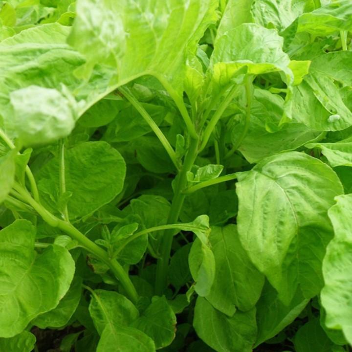 HẠT GIỐNG RAU DỀN XANH