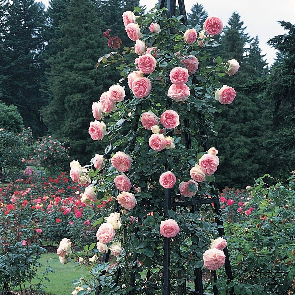 Hạt giống hoa hồng leo Pháp nhập khẩu nhiều màu, sai hoa - 100 hạt