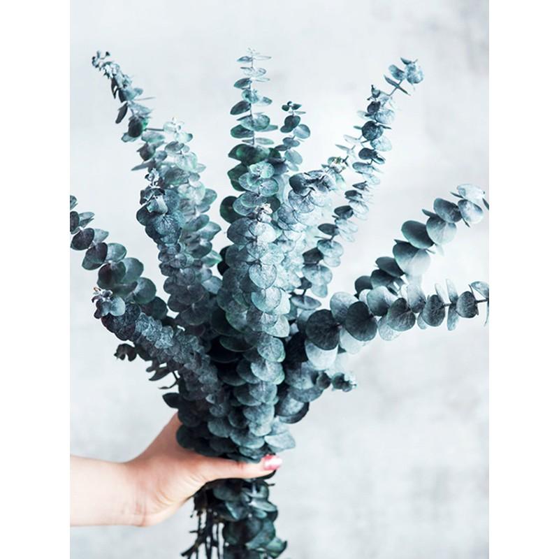 Hoa trang trí, decor phòng - Preserved Frosted Natural Eucalyptus – Lá bạch đàn