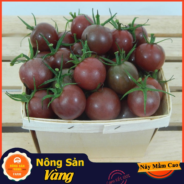 Hạt giống Cà Chua Bi Đen Chuẩn F1 - Nông Sản Vàng