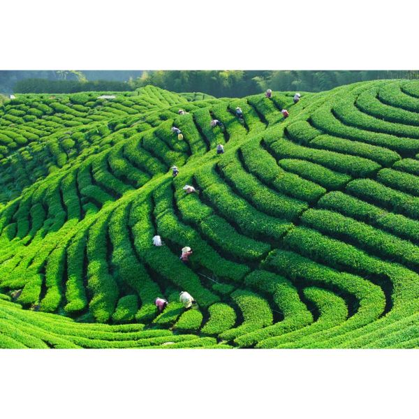 TRANH DÁN TƯỜNG 3D CAO CẤP | TRANH DÁN TƯỜNG | TRANH TRANG TRÍ | T3DMN-T6-VAD_SSTH04312