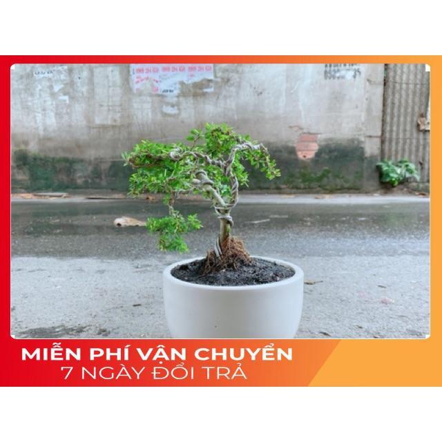 Chậu Cây Linh Sam