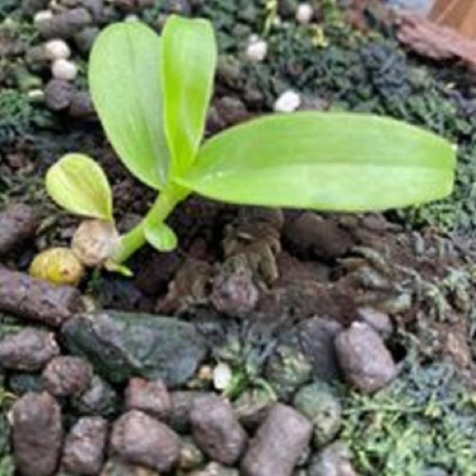 Hoa lan phi điệp - 5ct hà tĩnh