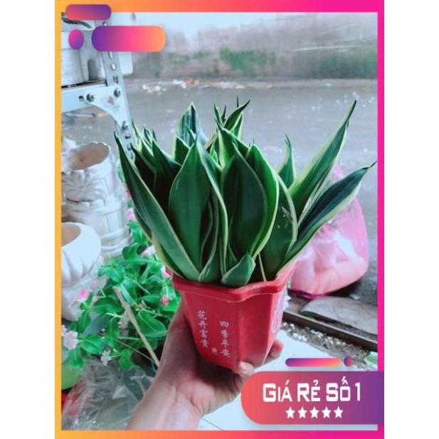 Chậu Lưỡi Hổ Thái Xanh