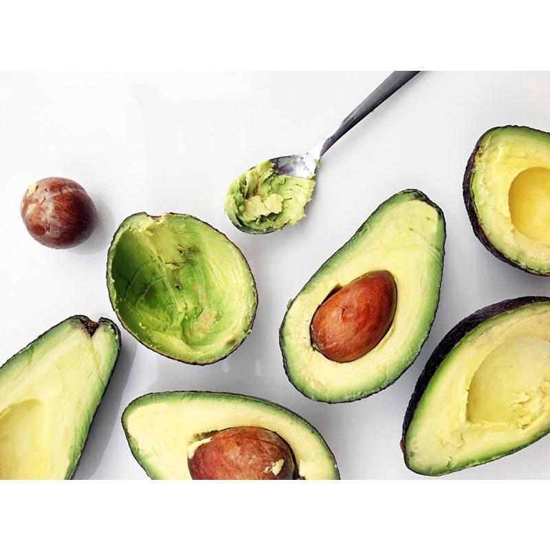 Cây bơ sáp quả to tròn rất dễ trồng và chăm sóc