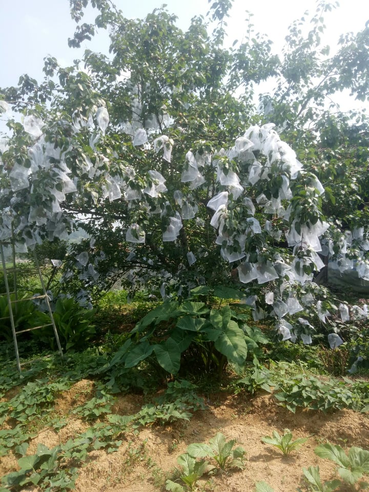 100 CÁI TÚI DÙNG ĐỂ BỌC ỔI ,NA,LÊ,LỰU,BƠ,CAM ,CÁC LOẠI TRÁI CÂY