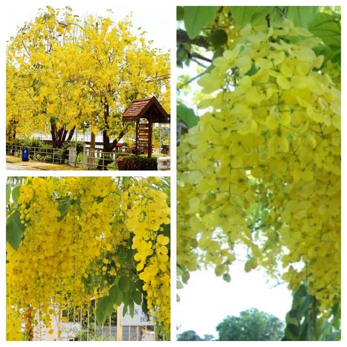 Hạt giống hoa muông hoàng yến  - Gói 20 hạt